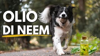 Ho deciso di provare l'olio di Neem come antipulci per il mio cane.