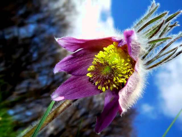 Вячеслав Малежик - Я и лицо твое не помню