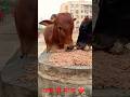 जय हो #ytshorts #shortsfeed #shorts #jaigaumata #gaurakshak #viralvideo #cowlover #cow #sewa #help