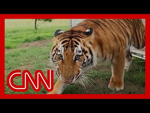 Tigers spent lives in cages. See first moments of new life