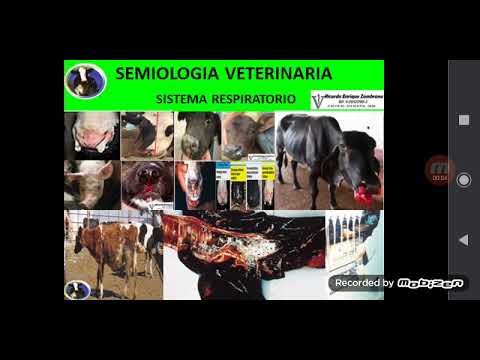 Video: Pregúntele a un veterinario: Prueba de lombrices cardíacas 101: ¿Qué hace realmente una prueba de lombrices cardíacas?