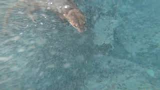 Chungungo, Nutria De Mar, Lontra Felina. Encuentro Cercano Durante Buceo Apnea.