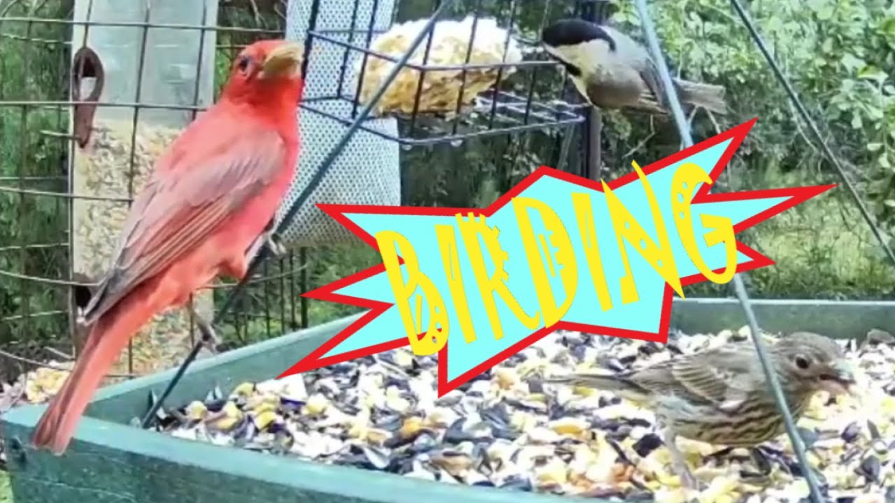 Birdwatching Summer Tanager Blackcapped Chickadee House Finch & Blue