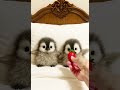 OH So Cute Adorable Baby Penguin Moments So Fluffy And Cute Pet CuteAnimals Penguin 