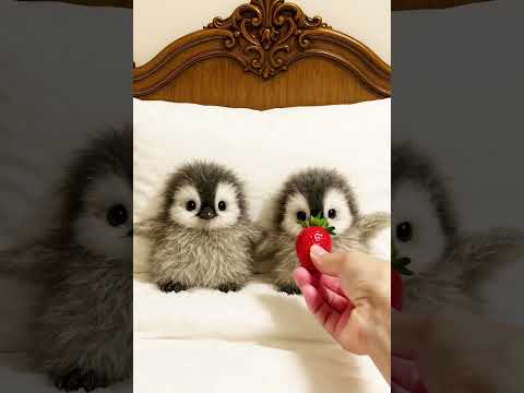 OH So Cute Adorable Baby Penguin Moments So Fluffy And Cute Pet CuteAnimals Penguin 