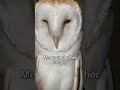 Day 34 of trying to be the most Followed owl on YouTube 💖🦉#babygirl #daddysgirl #birds #cutecat