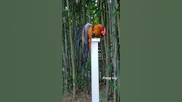 Red Bantam Phoenix Qaib Dib Tw Ntev #reels #shorts #chicken #qaib #qaibdib #gamefowl #ayam #gallos
