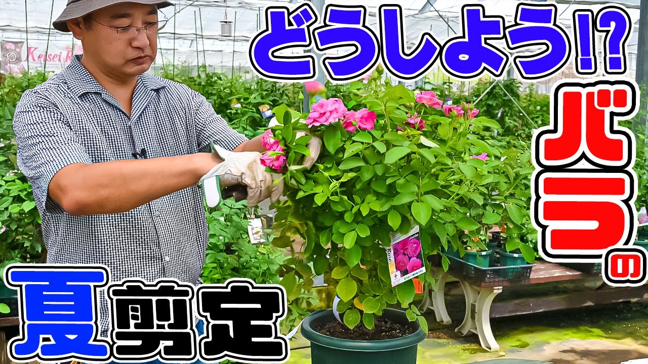 炎天下の真夏の【バラ剪定】は、どのようにしたらいいの? バラの夏剪定についてお話しします【高木大輔さん】