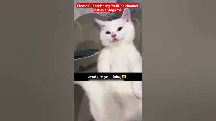 Watch the video about Cutest cats Kitten funny comedy Moment #cats #dogs #funniest #shorts