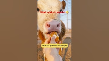 reaksi sapi di kasih jeruk🤣😅.#sapi #short #trending