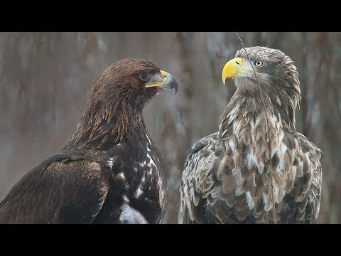 Видео: Разница между скопой и орлом