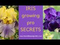 Iris growing - how to choose, plant and grow irises