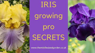 Wie pflanzt man Iris ein?