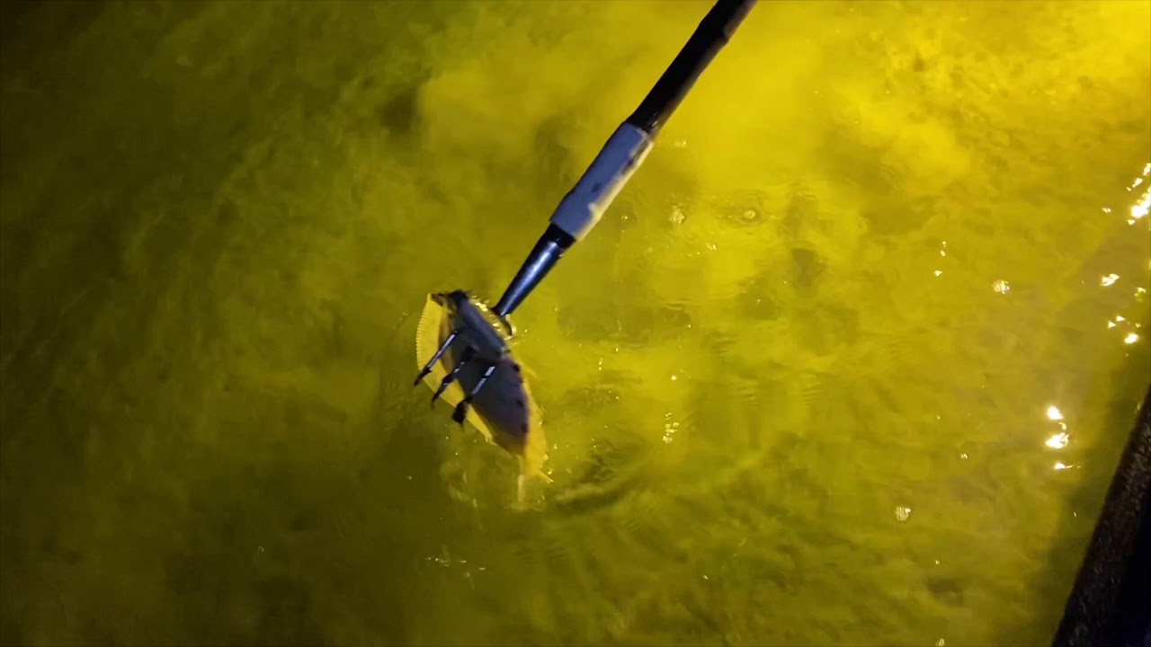 Epic Flounder Gigging Galveston Bay YouTube