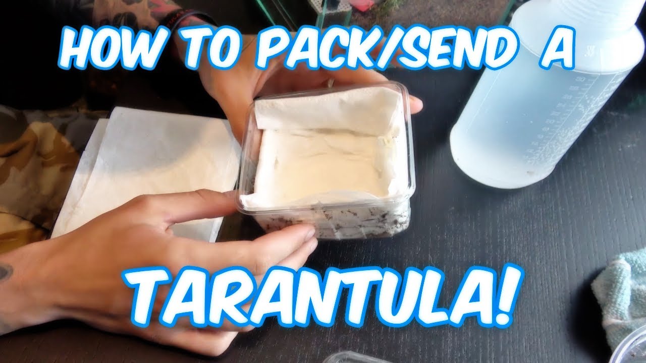 How to pack a Tarantula!