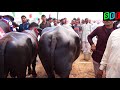 Champion ARJUN - Family. Murrah bull Arjun’s bloodline hear. Owner - Pawan Kunger.