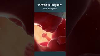 14 Weeks #Pregnant | What to Expect with #FetalDevelopment | #SecondTrimester of #Pregnancy