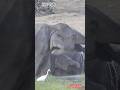 WILD ELEPHANTS FAMILY #animallife #wildlife #elephant #shorts #viral #viralvideo #travel #foryou 🐘🩷🐘