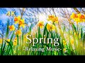 春の大自然・4K絶景映像【リラックスピアノ音楽】綺麗な景色と花々|Spring UHD