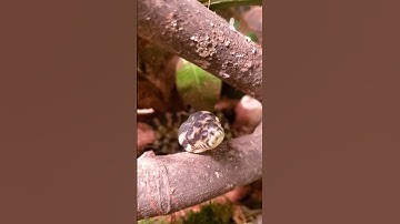 Baby Carpet Python