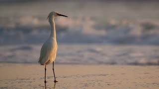 Birds Of Florida | Canon R5 II Wildlife Video
Wildlife filmmaking. Capturing some beautiful birds in Florida. Egrets, Herons, Rosette Spoonbills, Ibis, Pelicans, Storks. All captured with the Canon R5 Mark II and RF 100-500mm lens.
Canon R5 II - https://geni.us/5nu2G11
Canon RF 100-500 - https://geni.us/XRyA7Tl
ND Filter - https://geni.us/uH86e
Memory Card - https://geni.us/TDSMH
Tripod Legs - https://geni.us/CAlLc
Tripod Head - https://geni.us/3XcyDQ0
CAMERA GEAR:
Studio Camera - https://geni.us/iVu90K
Studio Lens - https://geni.us/Y92E4Ci or https://geni.us/w7WB
Blackmagic Camera - https://geni.us/NKAAd5 or https://geni.us/aVQ4F4
Canon Camera #1 - https://geni.us/ug9Bxkc
Canon Camera #2 - https://geni.us/5nu2G11 or https://geni.us/2kKUvnB
Sony Camera - https://geni.us/OzfFsow or https://geni.us/fDpiV6i
Vlog Camera - https://geni.us/x7SRbB or https://geni.us/ePwWYKG
Canon Wide Angle Zoom Lens - https://geni.us/IO46It or https://geni.us/B4KB
Canon Standard Zoom Lens - https://geni.us/TtRw or https://geni.us/5WmvAbL
Canon Telephoto Zoom Lens - https://geni.us/XRyA7Tl or https://geni.us/658kVS
AUDIO GEAR:
Microphone - https://geni.us/ukZjif or https://geni.us/Rhehs
Audio Recorder - https://geni.us/T7oN or https://geni.us/Rd1dlm
Wireless Mic Kit - https://geni.us/KtpofQK or https://geni.us/s9Ah
On Camera Mic - https://geni.us/K8If or https://geni.us/BDE4oV
OTHER GEAR:
Variable ND Filter - https://geni.us/hvFBj or https://geni.us/81888
7 Camera Monitor - https://geni.us/qzTVLk or https://geni.us/sZz0Z
5 Camera Monitor - https://geni.us/NqD11Gj or https://geni.us/63az7cT
Monitor/Recorder - https://geni.us/N6Acvt or https://geni.us/OMFkqf1
512GB CFExpress Type B Card - https://geni.us/TDSMH or https://geni.us/zVAfmc
SD Card - https://geni.us/2n7XYa or https://geni.us/IBYlyS
Drone - https://geni.us/mA34w or https://geni.us/sdAHDZt
Gimbal - https://geni.us/oPiX
Video Light (Daylight) - https://geni.us/bmtKv8G or https://geni.us/VZhVU2l
Video Light (Bicolor) - https://geni.us/lTSP or https://geni.us/IAvleD2
LED Smart Bulb - https://geni.us/E1hA or https://geni.us/Y1Qn7N
Softbox (Large) - https://geni.us/CjHV or https://geni.us/UON8
Softbox (Small) - https://geni.us/70sFQBq or https://geni.us/oSZ1fT
Fresnel - https://geni.us/WHZAhC or https://geni.us/AxH8K
Gray Card - https://geni.us/7M2nA
Color Checker - https://geni.us/NQP8Aj or https://geni.us/cqGFby5
Capture Card Part 1 of 2 - https://geni.us/PhPQ or https://geni.us/QwLSmgw
Capture Card Part 2 of 2 - https://geni.us/haL3sg or https://geni.us/1GJ4xCS
Book a consulting/coaching call here - https://geni.us/Z5BG
Streaming Software - https://geni.us/WT8Z
Website - https://www.joshsattin.com/
Instagram @josh.sattin - https://www.instagram.com/josh.sattin/
This description includes Amazon, B&H Photo, Adorama & eBay affiliate links, which earn a commission to help support my channel at no additional cost to you. Using these links allows me to make more videos like this one. I only share products and services that I actually use and believe in.
#wildlife #filmmaking #videography Birds Of Florida | Canon R5 II Wildlife Video