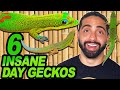 Top 6 small day gecko species