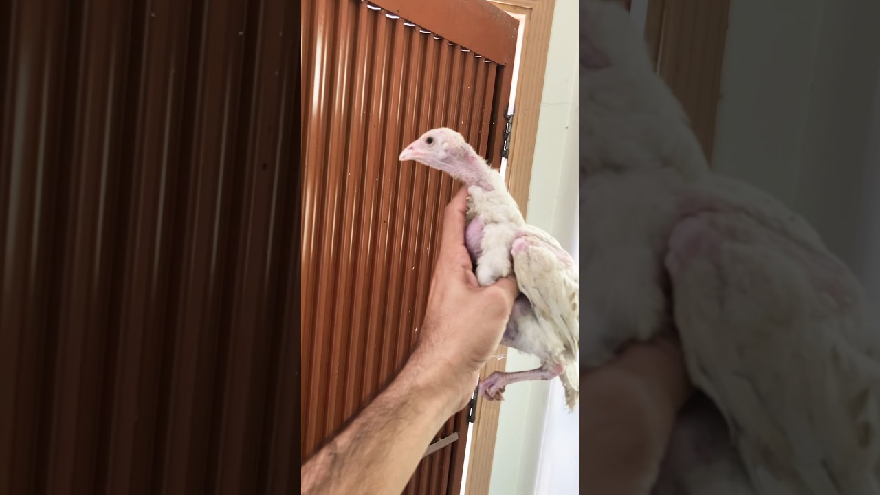 High quality heera paper white chicks 