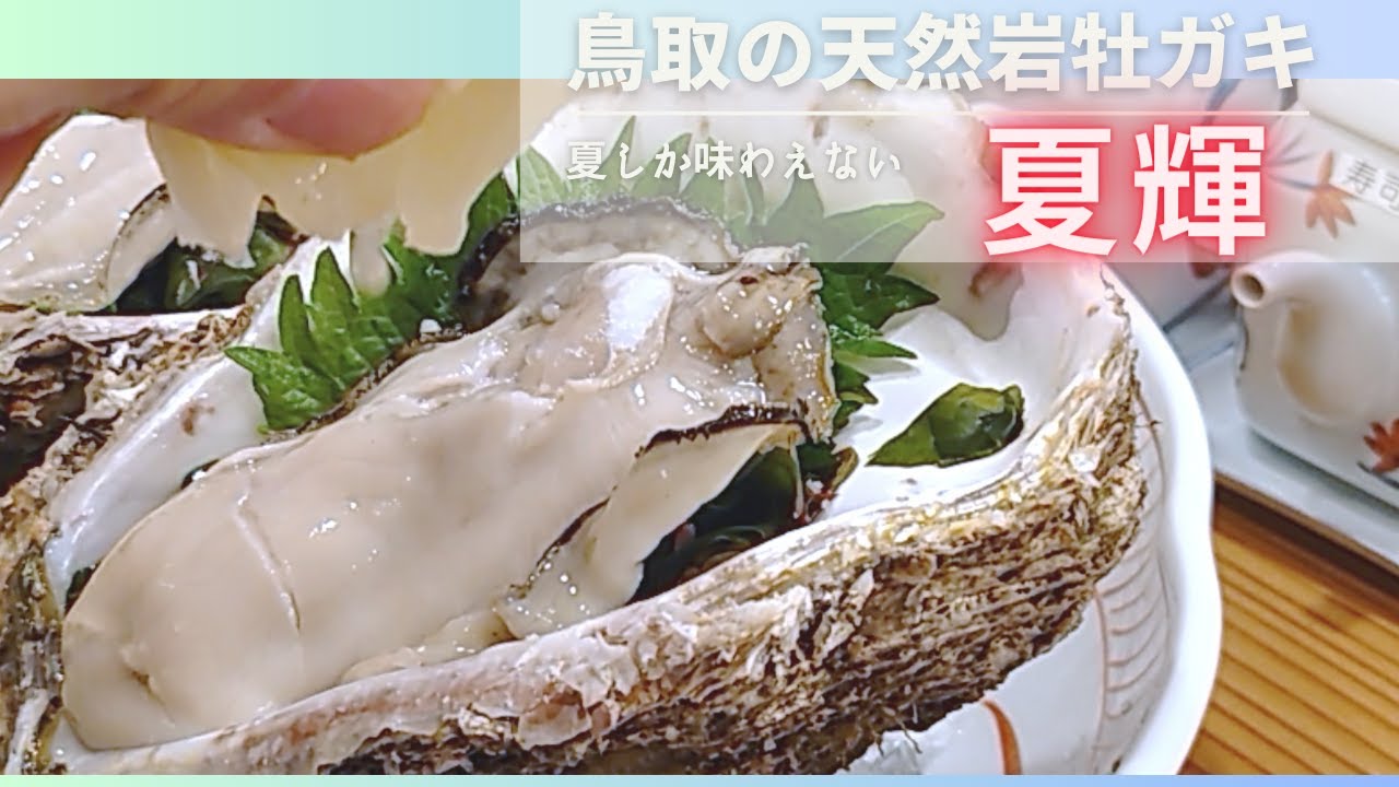 【４K　天然岩ガキ　夏輝】鳥取市グルメ　「海のミルク」と称されるイワガキ天然岩ガキ　夏輝　はレモンを搾って豪快に食べる生食が最高。　市場と飲食店　まとめ