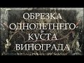 Обрезка однолетнего куста винограда