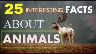 25 INTERESTING FACTS ABOUT ANIMALS
