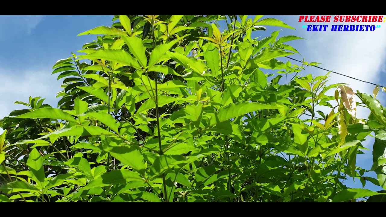 "LAGUNDI HERBAL PLANT" mabisa para sa ubo na may plema. Herbal Plant Power