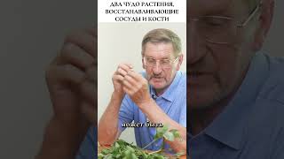 Забудьте про боль в суставах! Чудо-растения Сабельник и Окопник. #фитотерапия  #травы
