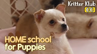 HOME school For Puppies l EP01. Surprise Munchkins by Kritter Klub 11,325 views 1 month ago 6 minutes, 32 seconds