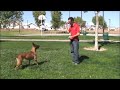 DOG TRAINING