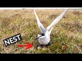Tundra birds | Bird Nest On The Ground | Aleutian Tern