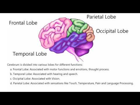 Parts and Functions of Human Brain! Educational Video for kids! - YouTube