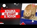 Почему кошка перестала ходить в лоток, кошка ходит мимо лотка