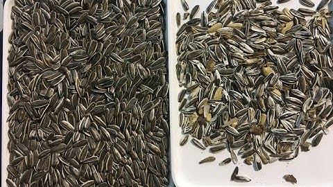 Sunflower Seeds Color Sorter Machine Separator for Sunflower Seeds