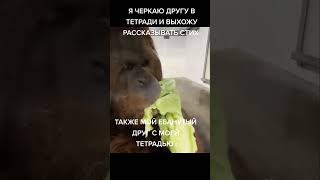 Мем Из Тик Тока