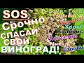 Экстренная обработка винограда против милдью! Дожди! Вспышка милдью!Rain season! Mildew Outbreak!