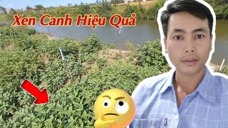 Kỹ Thuật Trồng Xen Canh - Trồng Cà Pháo Với Rau Húng Quế Một Công 2 Việc