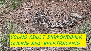 Young Adult Eastern Diamondback Rattlesnake Aggressively Backtracking