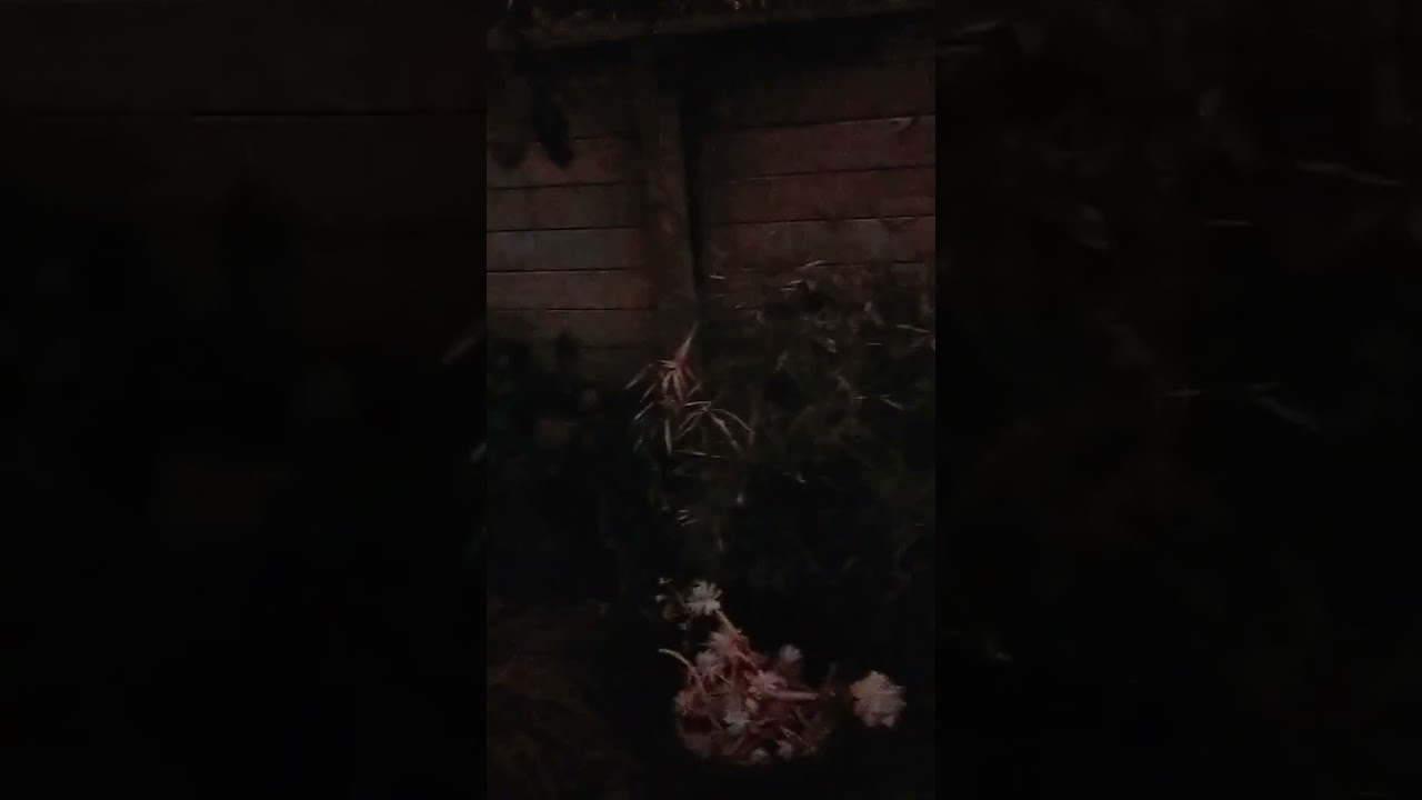 Arum lily a PEST - We keep it maintained