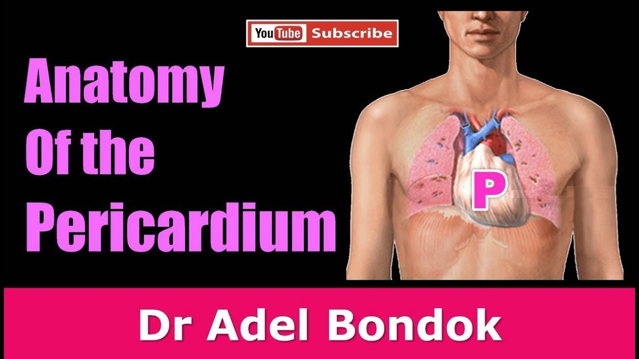 Anatomy of the Pericardium, Dr Adel Bondok