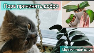 Причиняю добро. Безвозмездно 😈. Цветочный влог