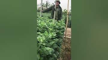 Kỹ thuật trồng và chăm sóc hoa cúc để mầm to cây khoẻ giảm thiểu tỉ lệ vẹo .