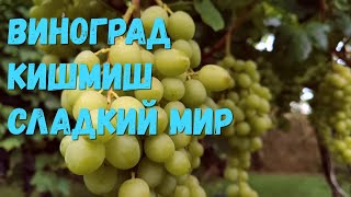 видео: Виноград кишмиш Сладкий мир (США). картинка: Виноград кишмиш Сладкий мир (США).