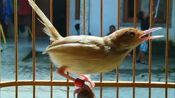 Pancingan prenjak lumut / prenjak bawah / prenjak putih / prenjak gacor / prenjak albino