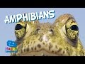 Amphibians Life Cycle and Unique Features