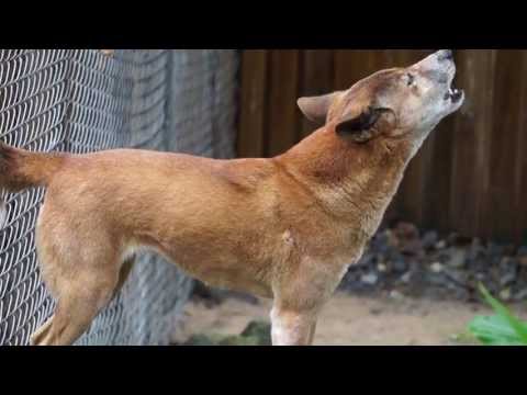 Video: Waarom huil dingoes?